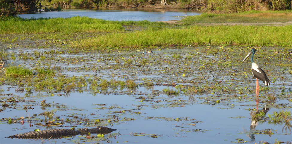 Kakadu Crocodile Cruises - Yellow Water Cruises - Cooinda